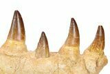 Mosasaur (Prognathodon) Jaw with Ten Teeth - Morocco #259678-4